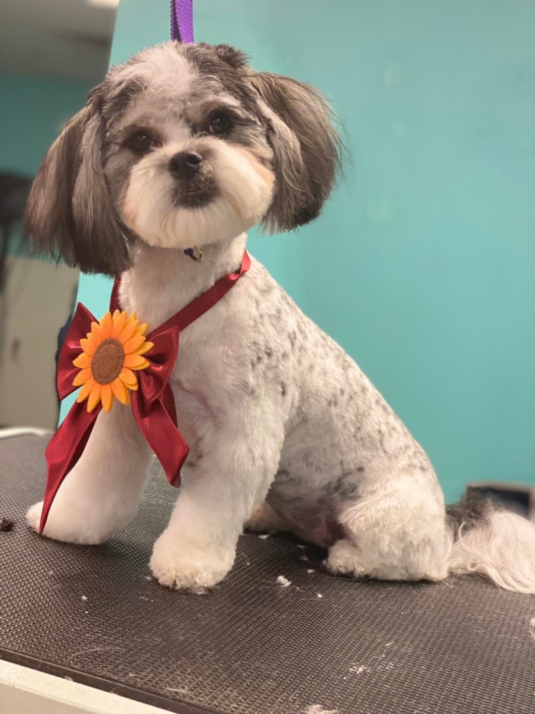 Home ClipperDoodleDo The Des Moines Dog Groomers